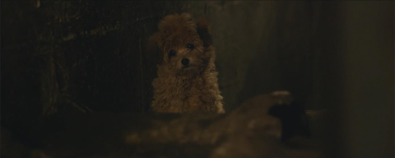 神探狗笨吉剧照的剧照