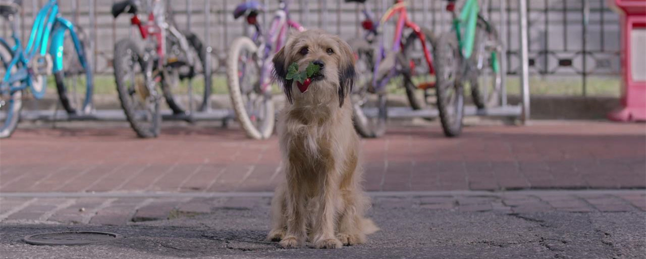 神探狗笨吉剧照的剧照