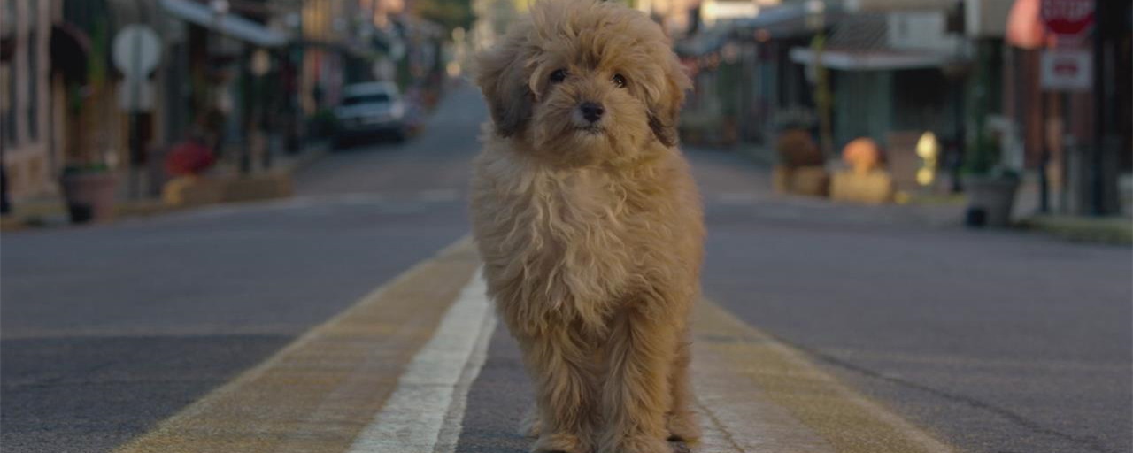 神探狗笨吉剧照的剧照