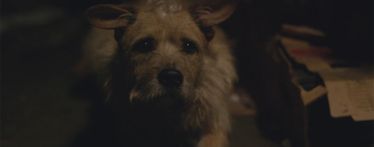 神探狗笨吉剧照的剧照