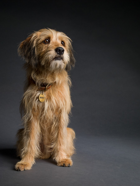 神探狗笨吉剧照的剧照