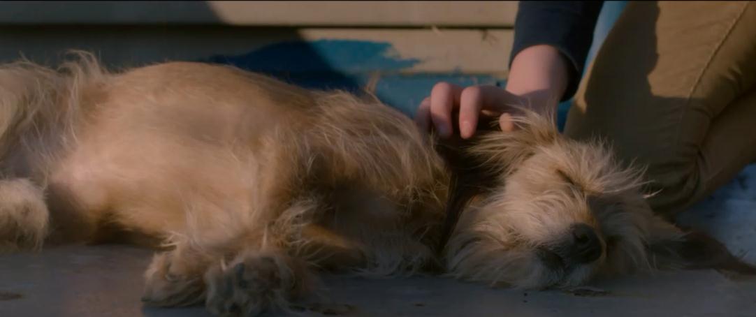 神探狗笨吉剧照的剧照