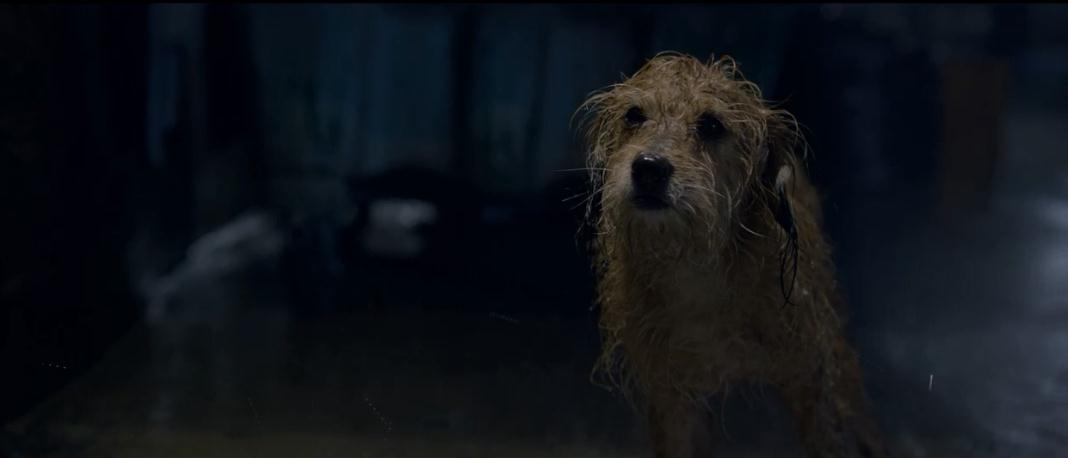 神探狗笨吉剧照的剧照