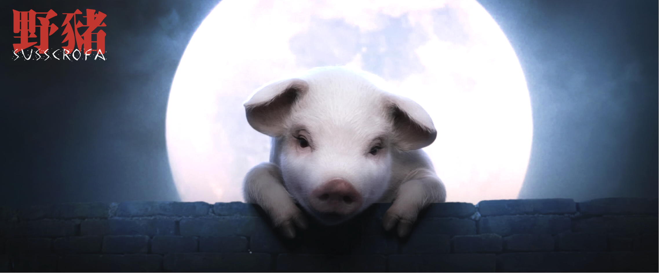 野猪剧照的剧照