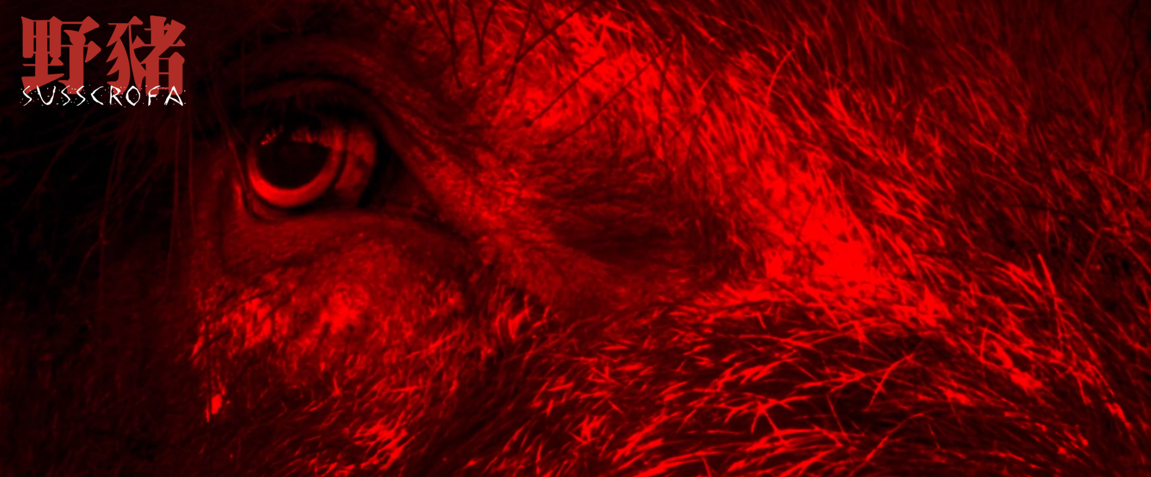 野猪剧照的剧照