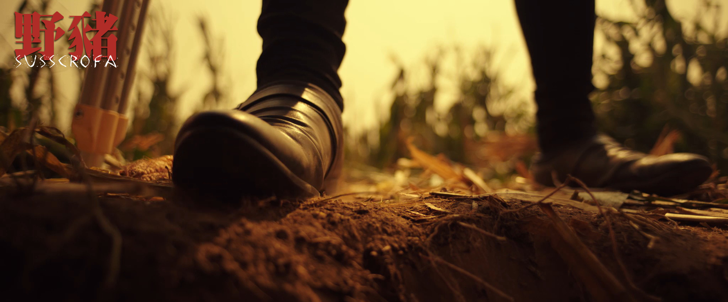 野猪剧照的剧照