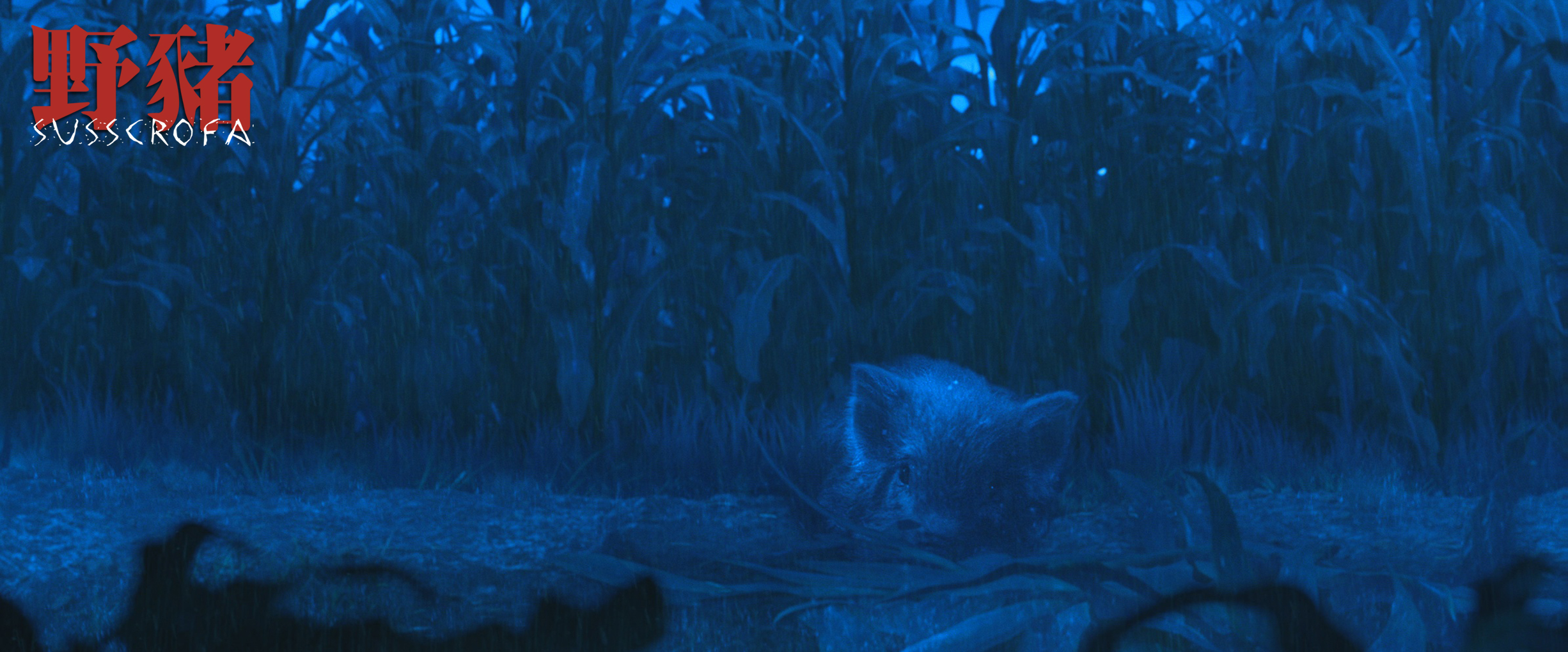 野猪剧照的剧照