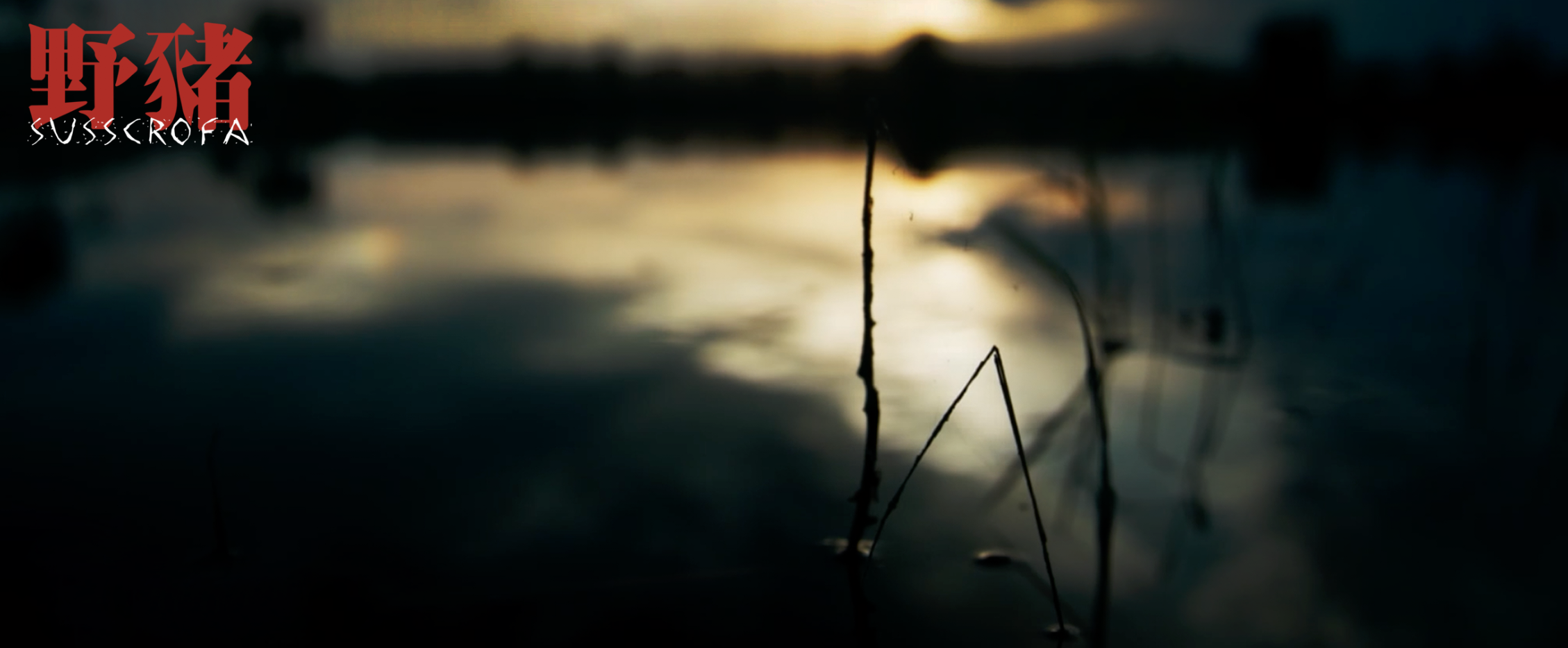 野猪剧照的剧照