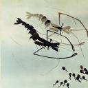 小蝌蚪找妈妈剧照