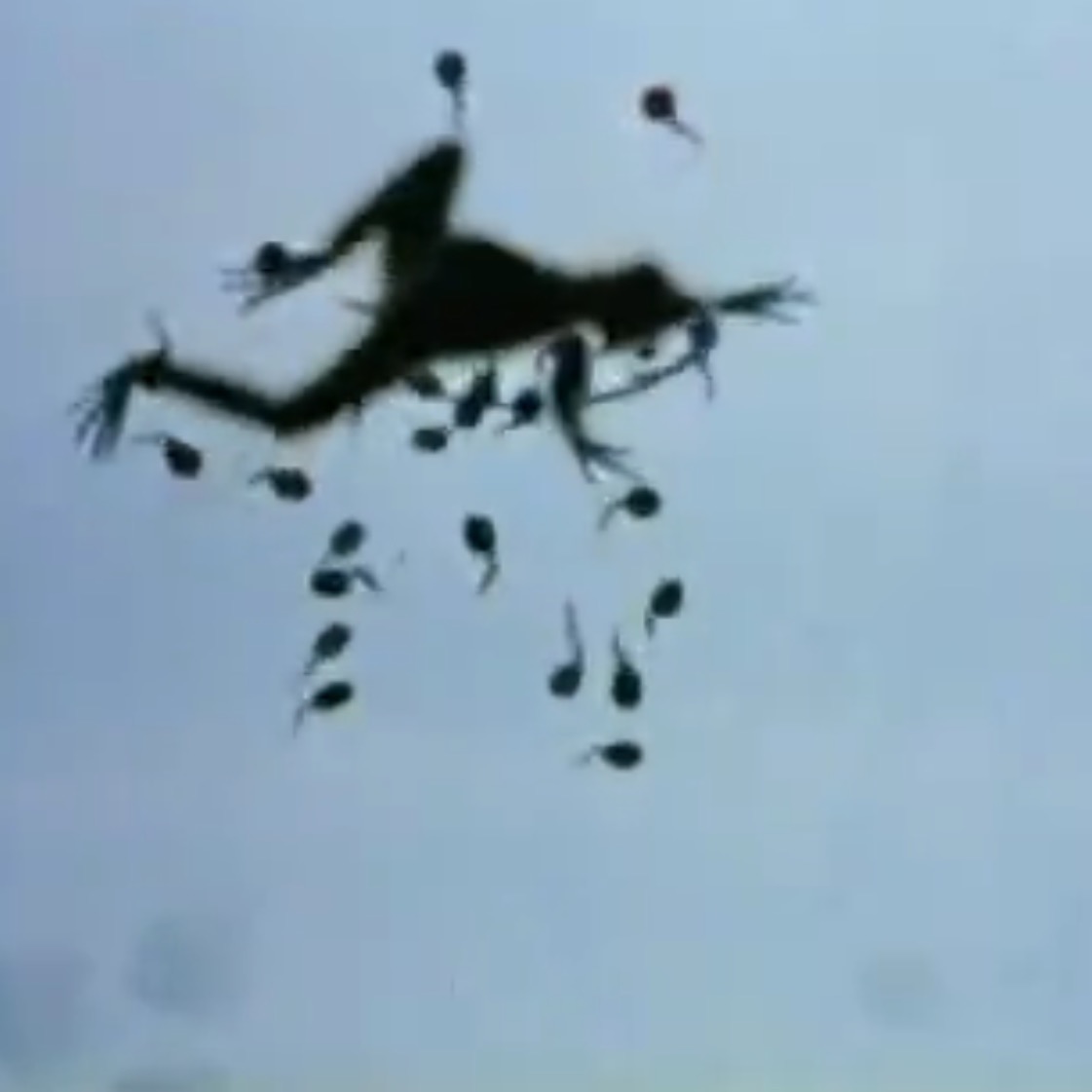 小蝌蚪找妈妈剧照的剧照