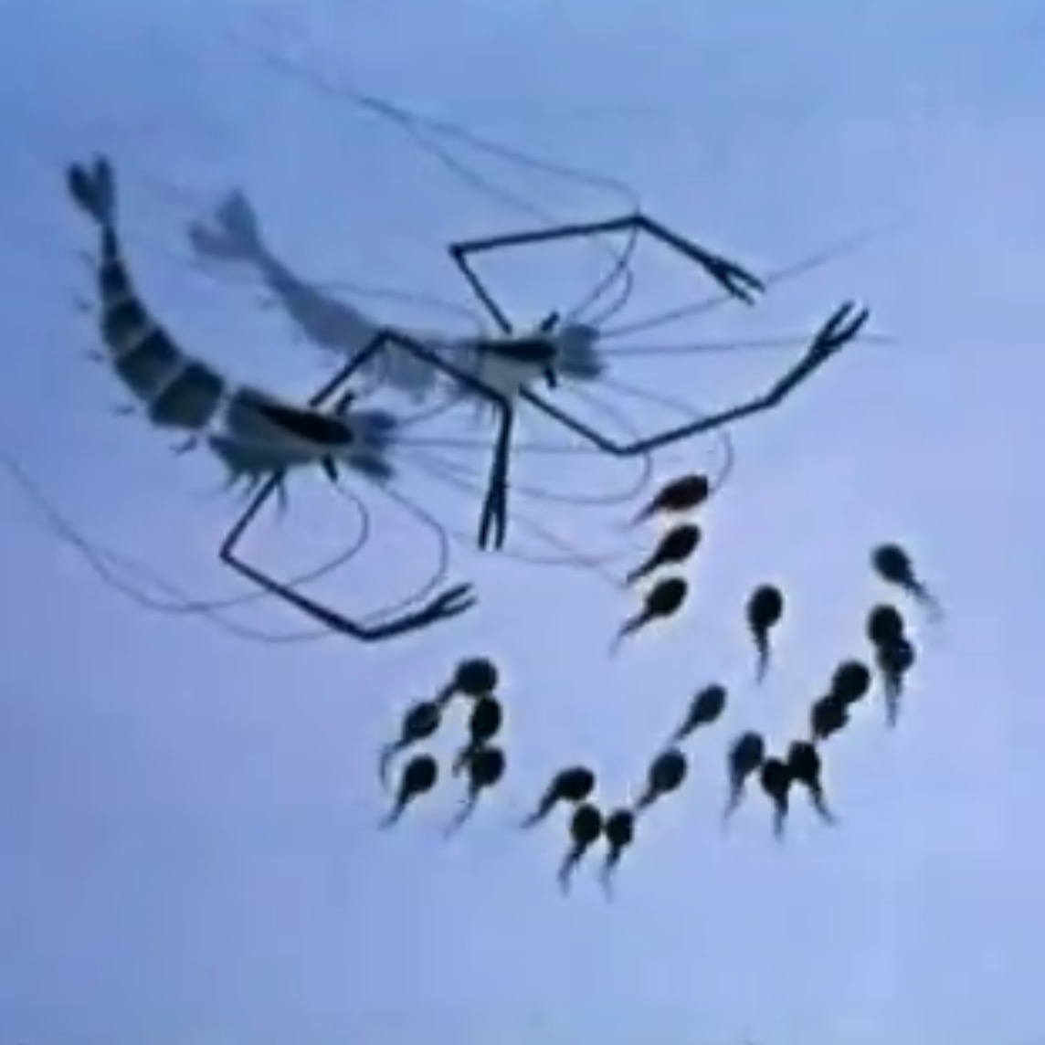 小蝌蚪找妈妈剧照的剧照