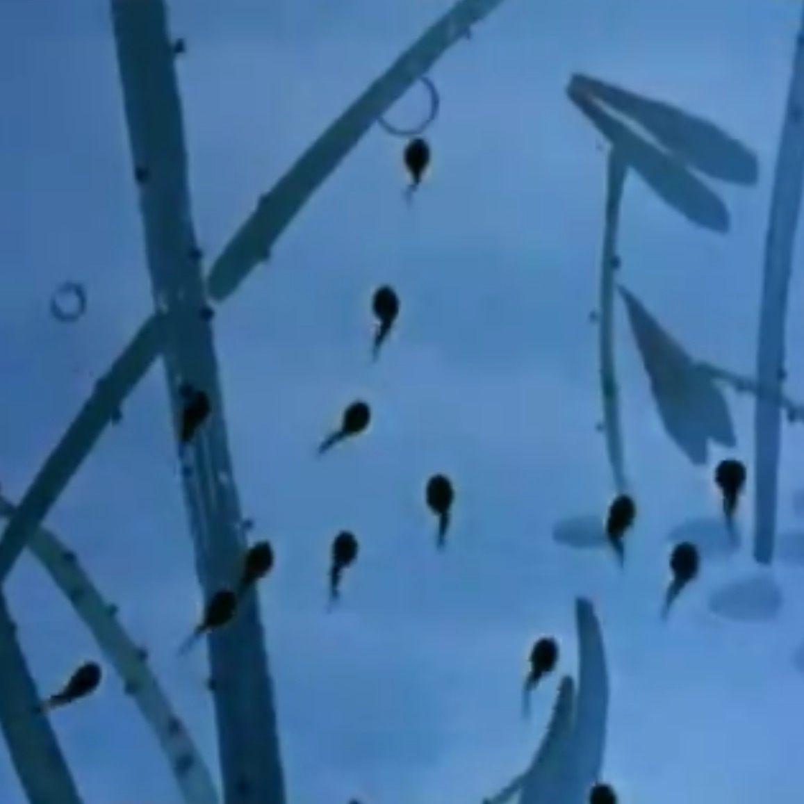 小蝌蚪找妈妈剧照的剧照