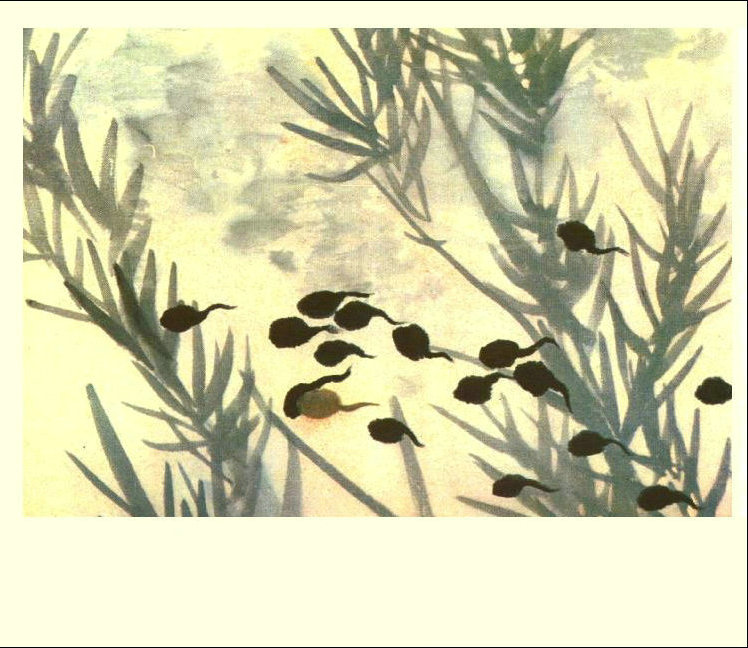 小蝌蚪找妈妈剧照的剧照