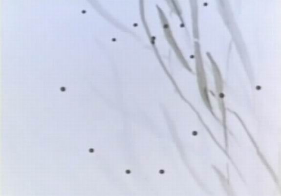 小蝌蚪找妈妈剧照的剧照