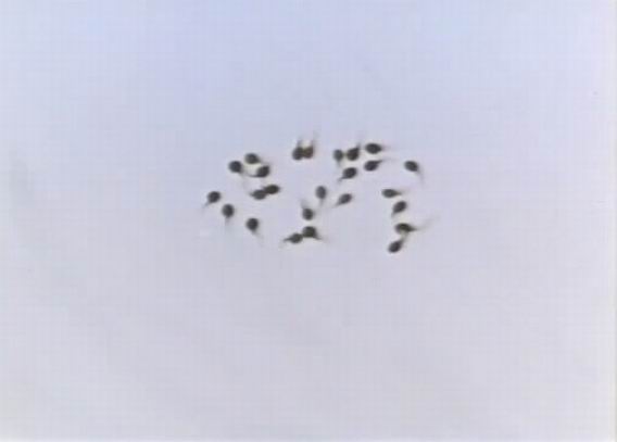 小蝌蚪找妈妈剧照的剧照