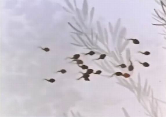 小蝌蚪找妈妈剧照的剧照