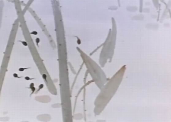 小蝌蚪找妈妈剧照的剧照