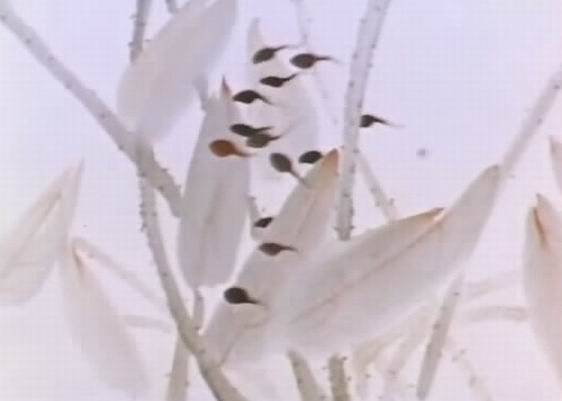 小蝌蚪找妈妈剧照的剧照