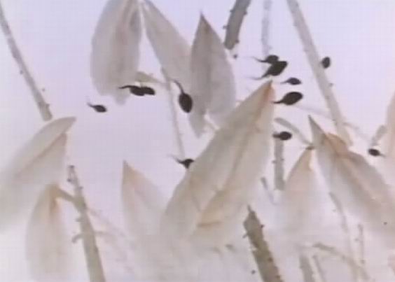 小蝌蚪找妈妈剧照的剧照