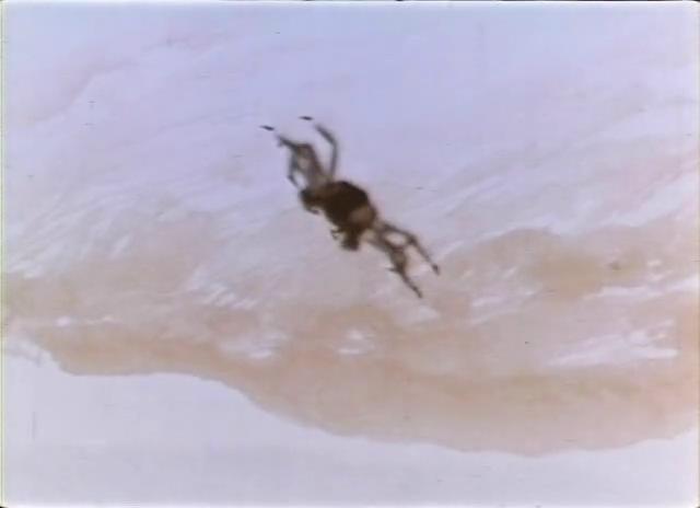 小蝌蚪找妈妈剧照的剧照