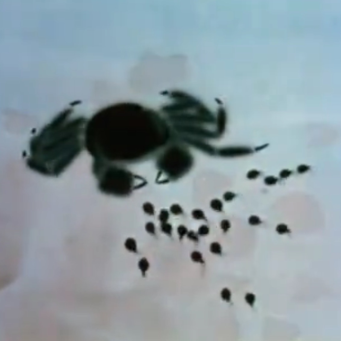 小蝌蚪找妈妈剧照的剧照