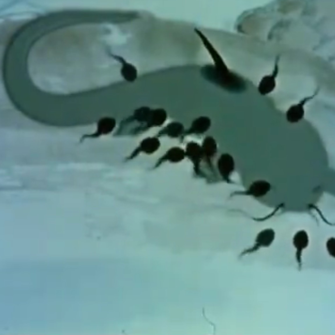 小蝌蚪找妈妈剧照的剧照