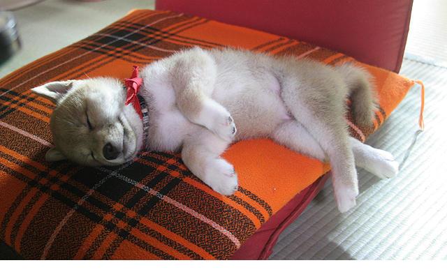 豆柴一郎3D剧照的剧照