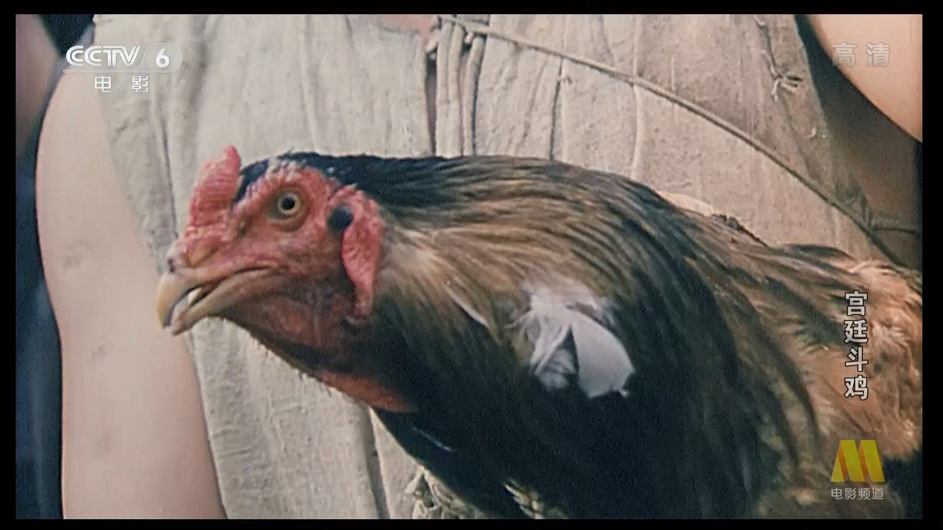 宫廷斗鸡剧照的剧照