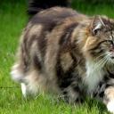 猫的秘密生活剧照