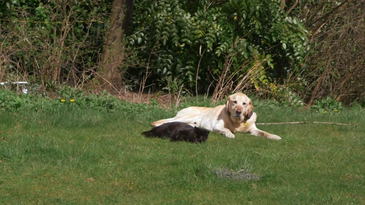 猫的秘密生活剧照的剧照