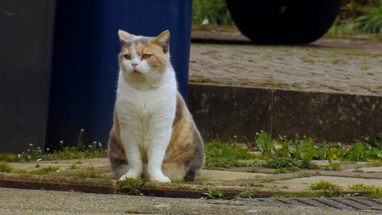 猫的秘密生活剧照的剧照