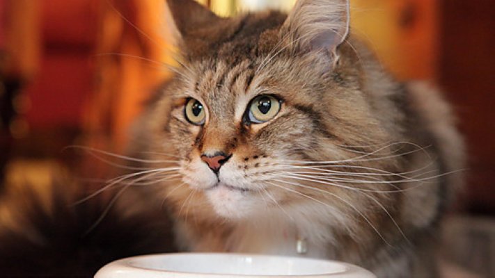 猫的秘密生活剧照的剧照