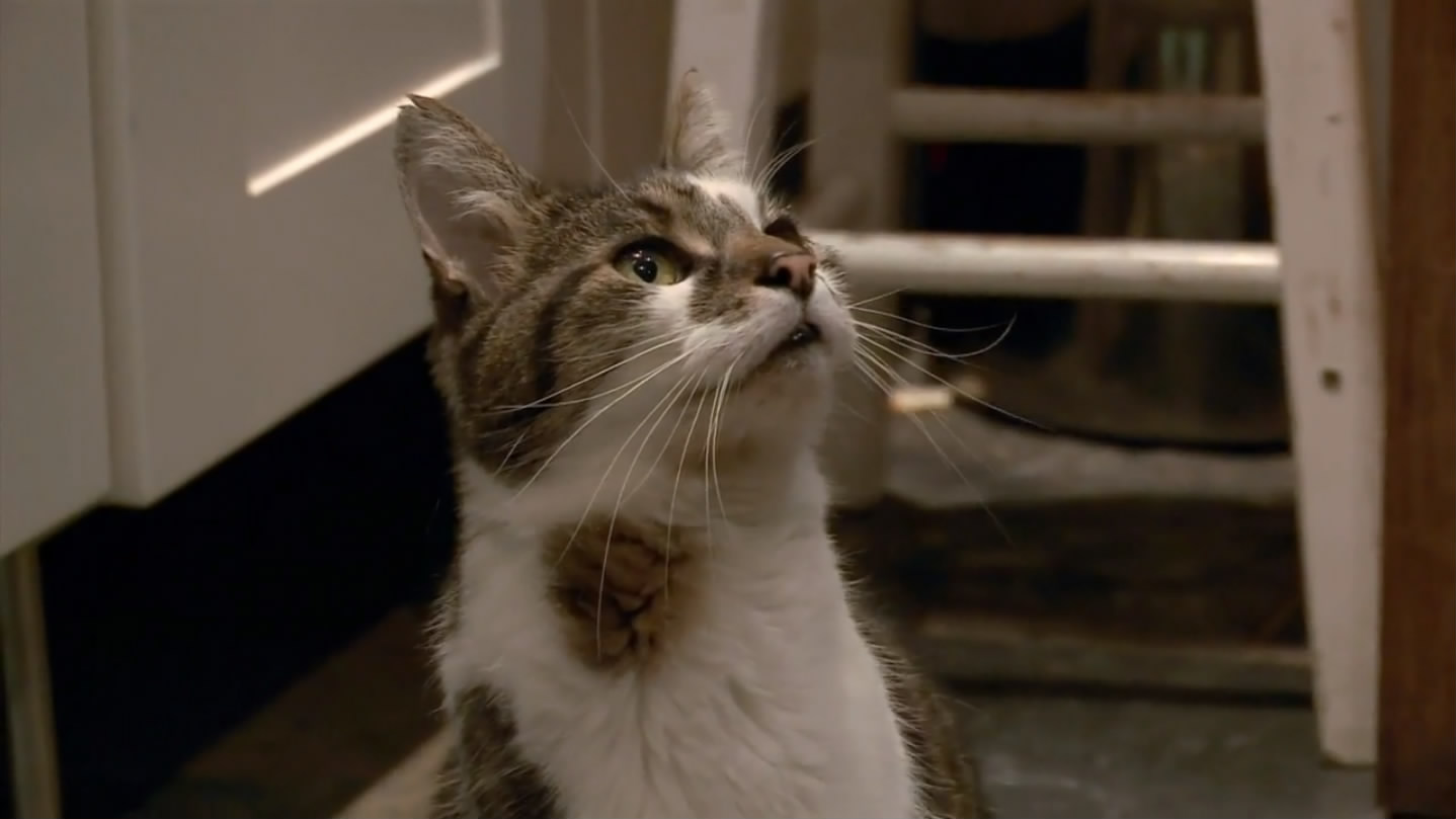 猫的秘密生活剧照的剧照