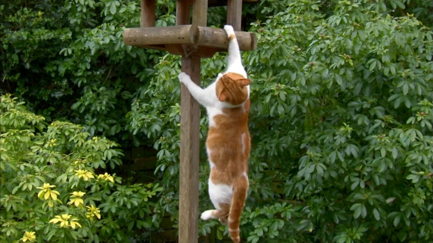 猫的秘密生活剧照的剧照