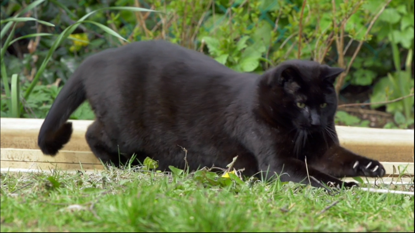 猫的秘密生活剧照的剧照