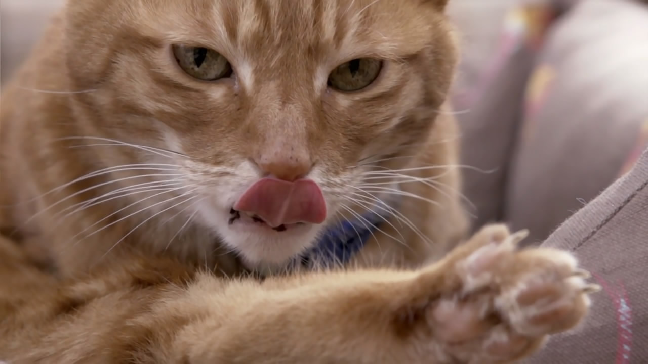 猫的秘密生活剧照的剧照