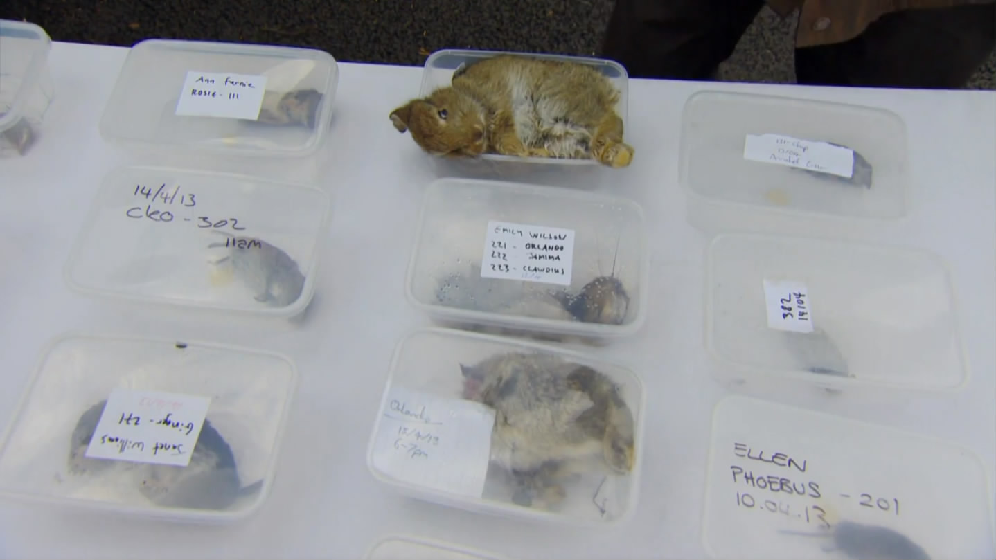 猫的秘密生活剧照的剧照