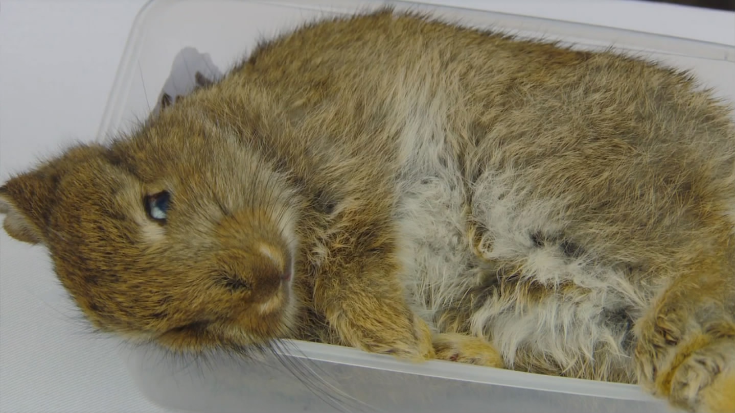 猫的秘密生活剧照的剧照