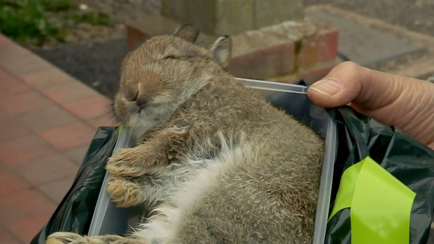 猫的秘密生活剧照的剧照