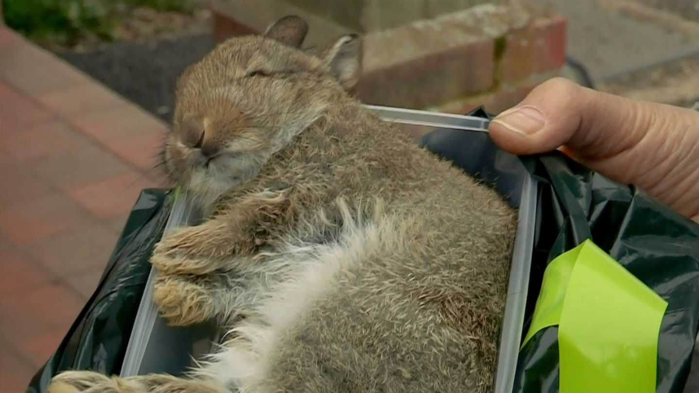 猫的秘密生活剧照的剧照