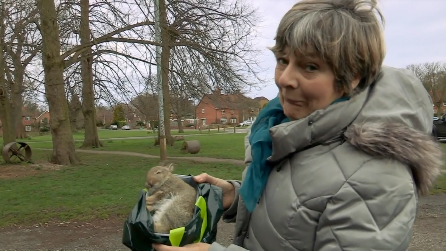 猫的秘密生活剧照的剧照