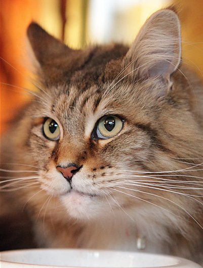 猫的秘密生活剧照的剧照