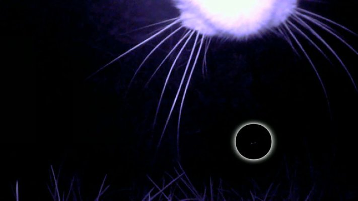 猫的秘密生活剧照的剧照