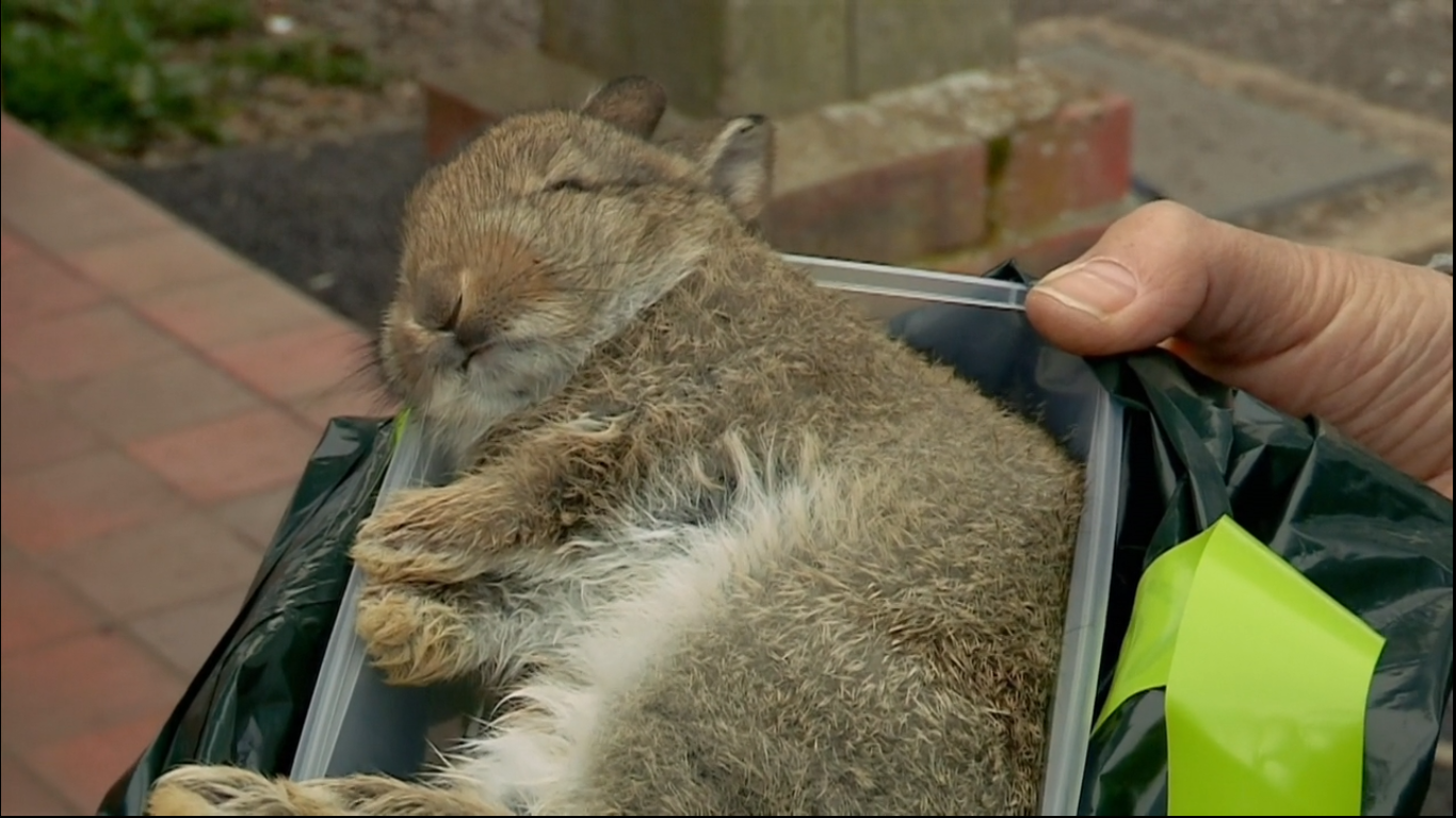 猫的秘密生活剧照的剧照