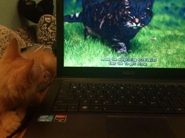 猫的秘密生活剧照的剧照