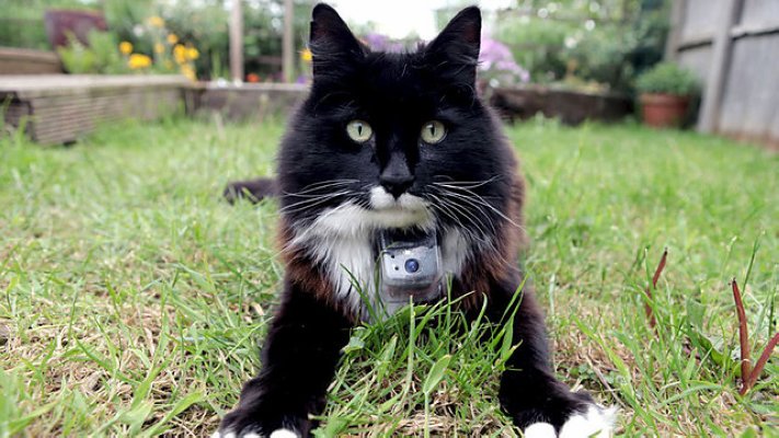 猫的秘密生活剧照的剧照