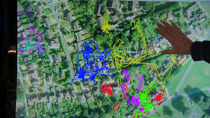 猫的秘密生活剧照的剧照