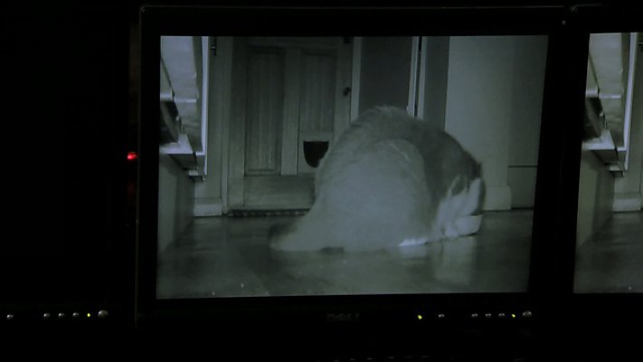 猫的秘密生活剧照的剧照