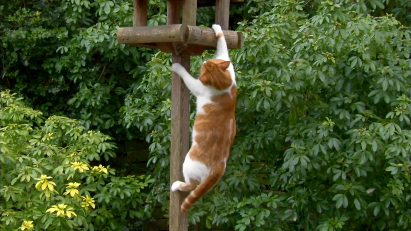 猫的秘密生活剧照的剧照