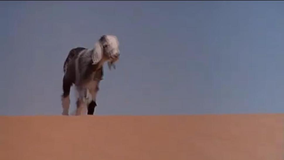 情陷撒哈拉剧照的剧照